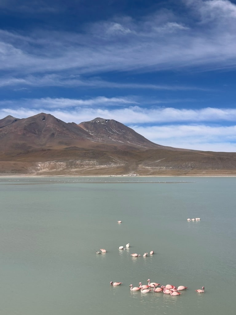 Flamingos in Bolivia
